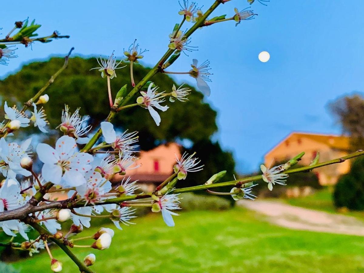 Tenuta Agricola Fraschiera Villa Massa Marittima Bagian luar foto